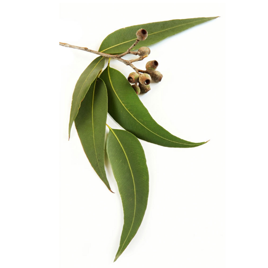 Eucalyptus – Eukaplitusz Illóolaj 15 Ml - DoTERRA